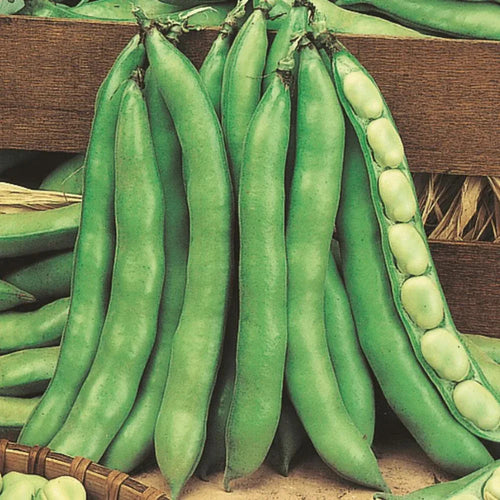 Buy Fawa Beans in Pakistan-apnaugao