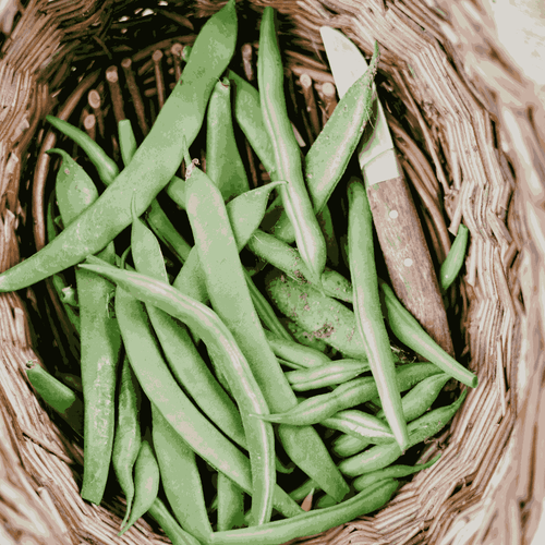 Bush Beans ‘Rose Podded Coco’ – Dry Shelling Beans for Grains & Soups
