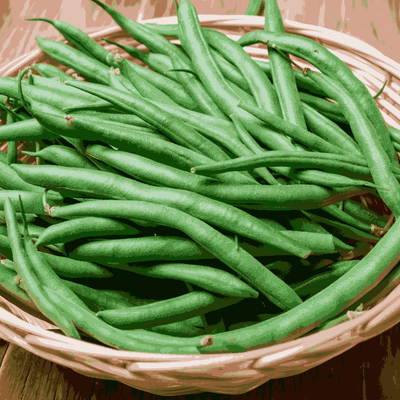 Bush Beans Seeds Green Podded Contender - Apnaugao