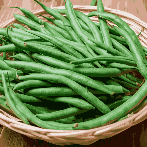 Bush Beans ‘Contender’ – Early, Disease-Resistant Green Pods