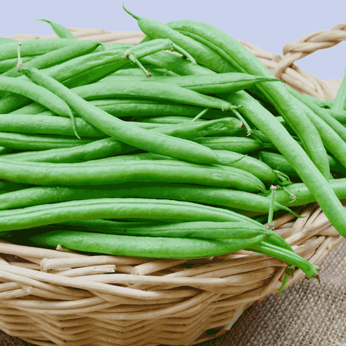 Bush Beans ‘Provider’ – Reliable Green Podded Bush Beans