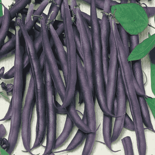 Bush Beans ‘Purple Queen’ – Stunning Purple Podded Beans