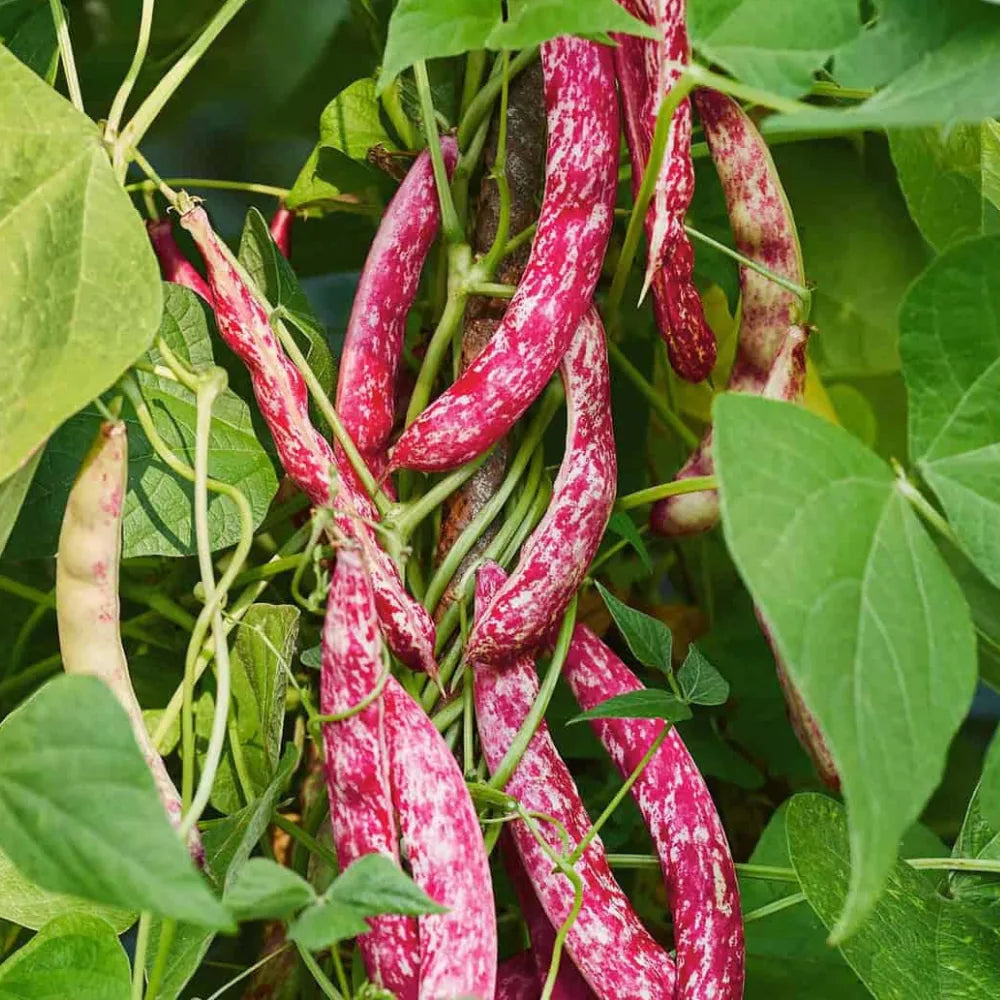 Buy Bush Beans Grain Taylor in Pakistan - Apnaugao