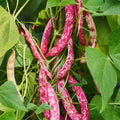 Buy Bush Beans Grain Taylor in Pakistan - Apnaugao