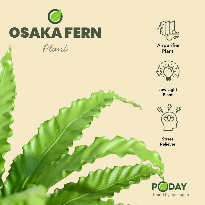 Buy Osaka Bird’s Nest Fern – برڈ نیسٹ فرن – lush green indoor fern plant in self-watering pot, special discounted price
