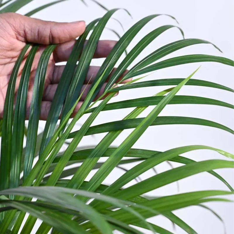 Buy Areca Palm - Dypsis lutescens - with self-watering pot. Buy Online | apnaugao