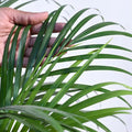 Erica palm by PODAY a brand by apnaugao in Pakistan with self watering pot