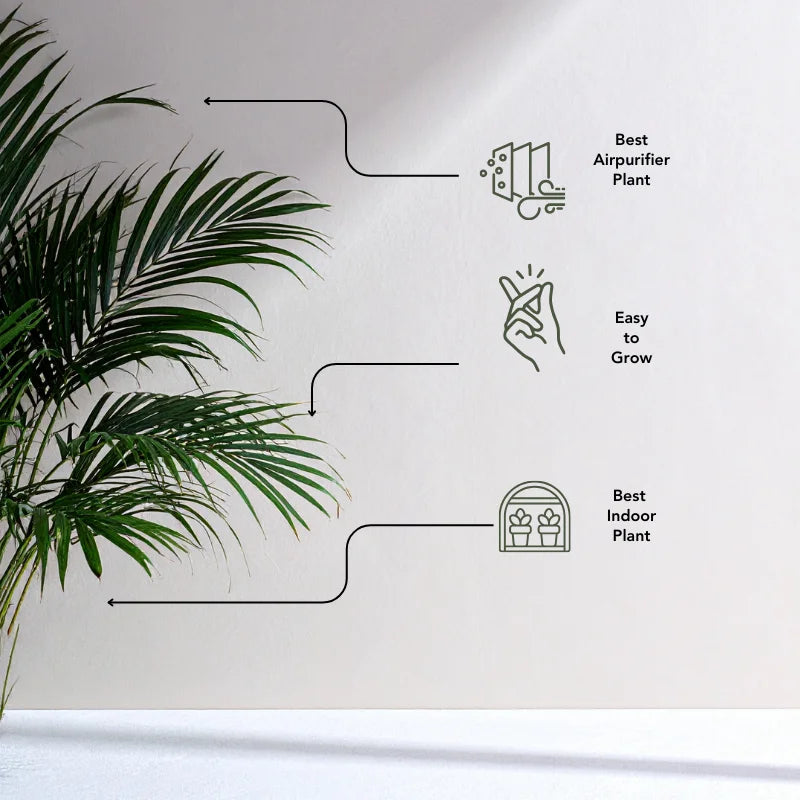  Phoenix Palm - Elegant indoor palm for home & office decor. Order online Pakistan