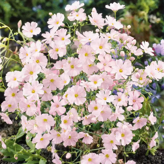 Baby's Breath seeds are a classic for baby showers 