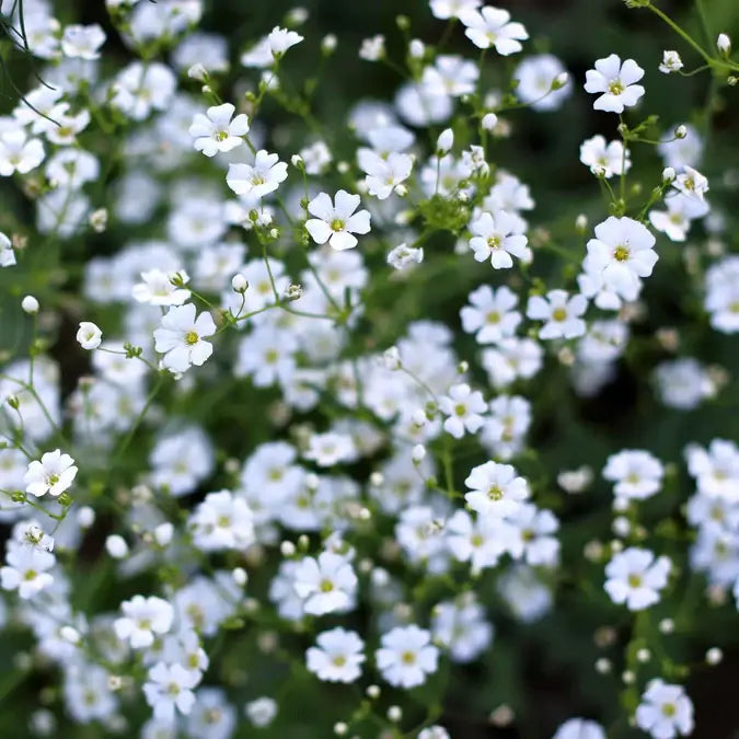 Long lasting pollinator attractor with abundant white blooms