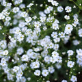 Long lasting pollinator attractor with abundant white blooms