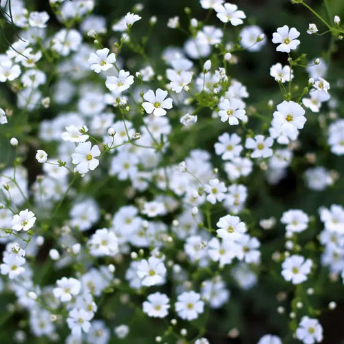 Gypsophila Babys Breath Seeds (Annual)