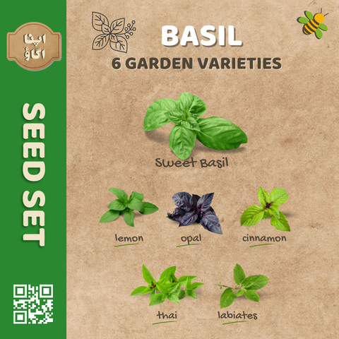 Basil Herb Seeds Set