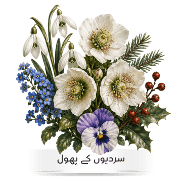 Buy winter flower seeds for home gardening