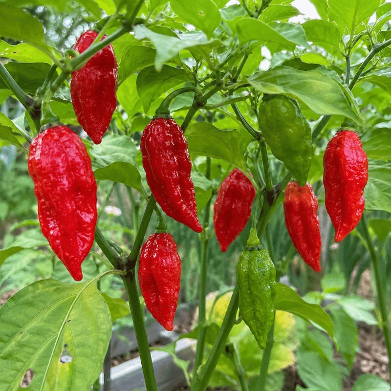 Bhut Jolokia Ghost Pepper seeds pack by Apna Ugao, available for home gardening across Pakistan.