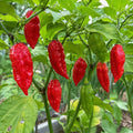 red Bhut Jolokia Ghost Peppers showing their naturally wrinkled texture and intense hot pepper shape.