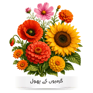 Buy Summer seeds hybrids - apnaugao