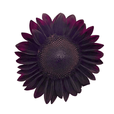 Black Beauty Sunflower Seeds - Apnaugao