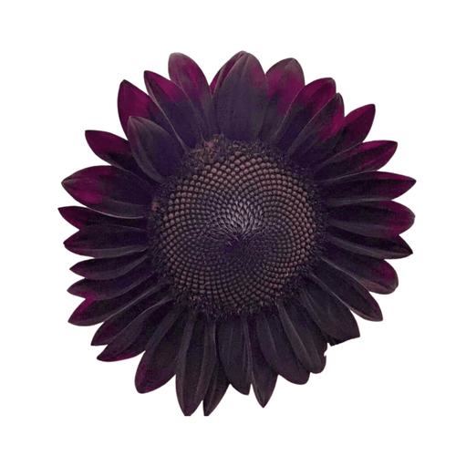 Black Beauty Sunflower Seeds – Rare Burgundy-Black Cut Flower