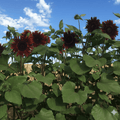 procut black beauty flower seeds available at apnaugao