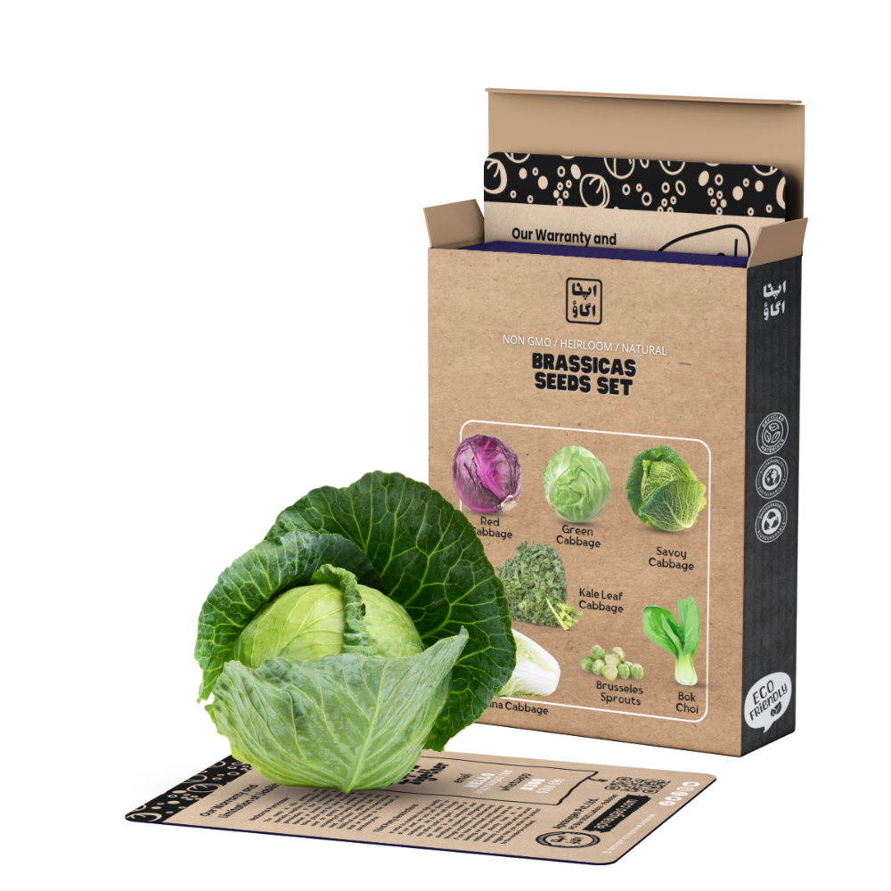 Cabbage ( Brassicas ) Seeds Set