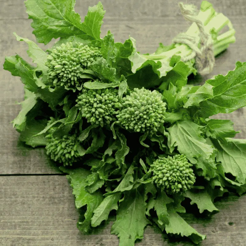 Spring rapini seeds for kitchen gardening and fresh homegrown vegetables