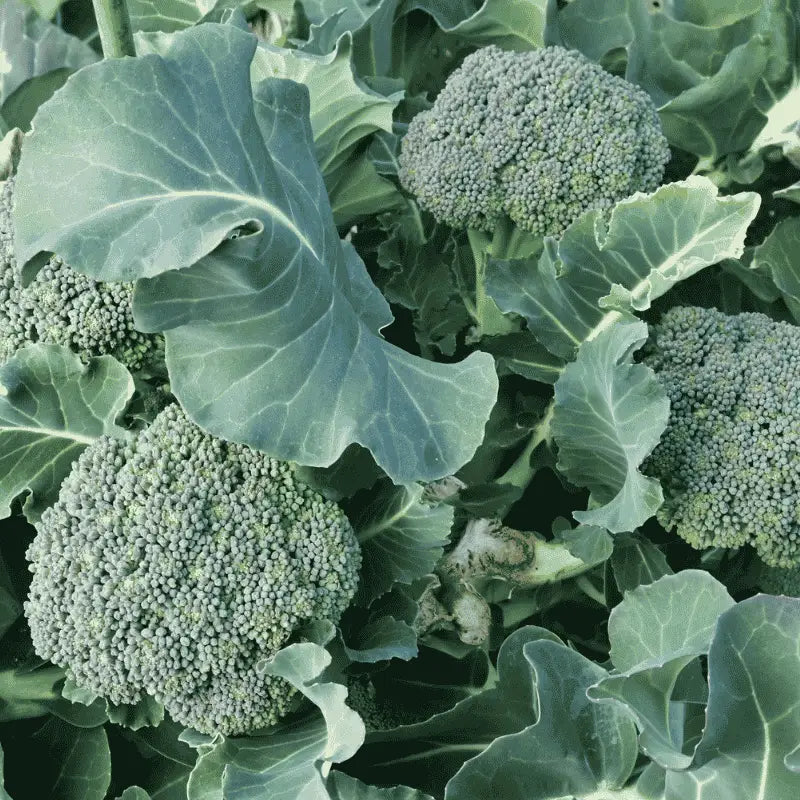 Fresh broccoli seeds for growing healthy green broccoli at home