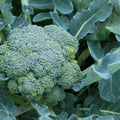 Fresh broccoli seeds for growing healthy green broccoli at home