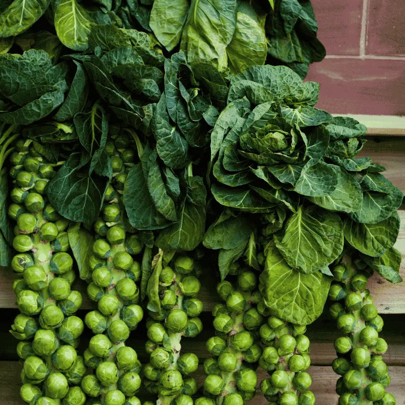 Premium Brussels sprouts seeds for growing fresh and healthy vegetables at home in Pakistan