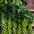 Brussels sprouts seeds for kitchen gardens, pots, grow bags, and raised beds