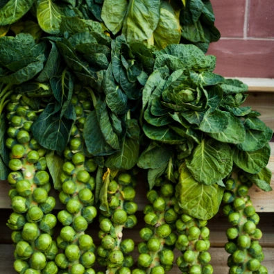 Brussels sprouts seeds for kitchen gardens, pots, grow bags, and raised beds