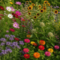 grow butterfly gaden with apnaugao quality flower seeds mix