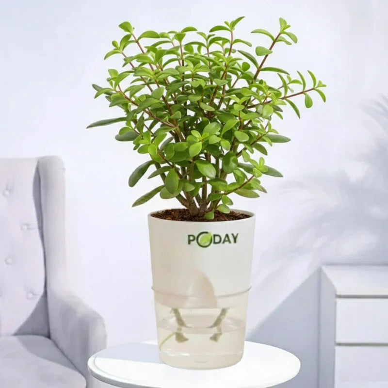Potted plant with selfwatering pot on sales online in Pakistan