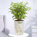 Potted plant with selfwatering pot on sales online in Pakistan