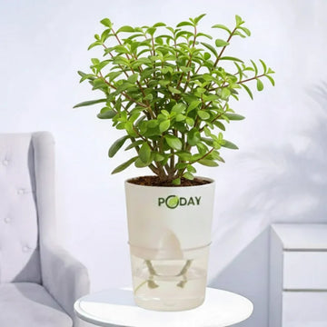 Potted plant with selfwatering pot on sales online in Pakistan