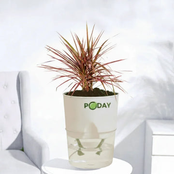 Buy Dracaena Marginata with self-watering pot. Low maintenance indoor plant for home & office