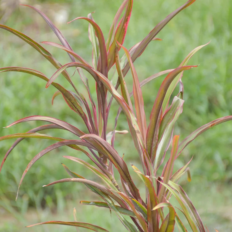 Draceana Marinata plants with self watering pot online in Pakistan