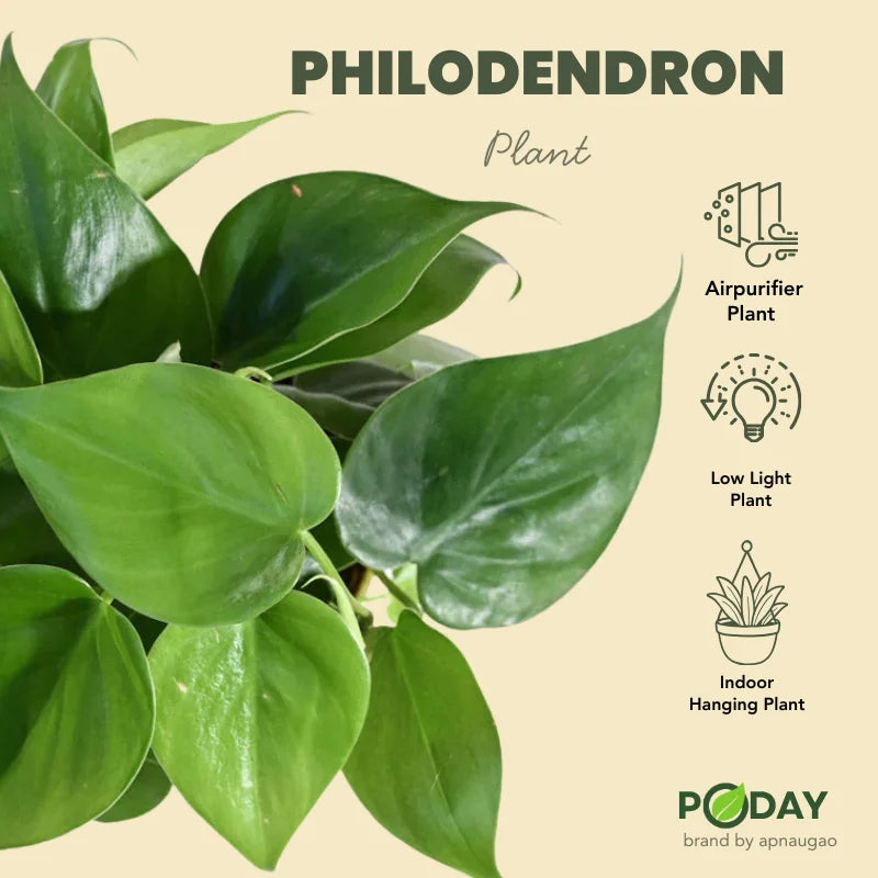 Buy Philodendron Oxycardium Green – فلوڈینڈرون پودا – heart leaf indoor plant in self-watering pot, special offer discount