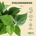 Philodendron plant with self watering pot by apnaugao in Pakistan
