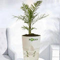  Phoenix Palm - Elegant indoor palm for home & office decor. Order online Pakistan