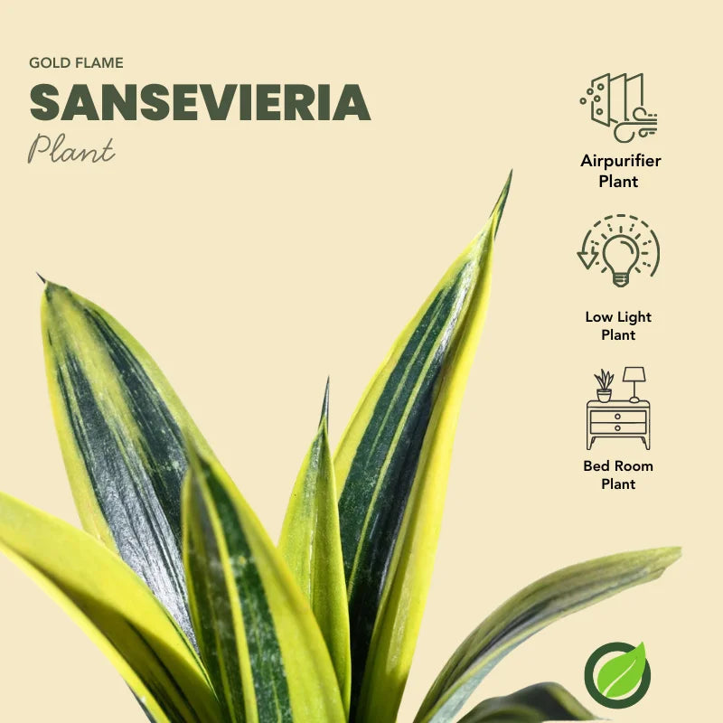 Gold Flame Sansevieria plant with self watering pots by apnaugao offers in Pakistan