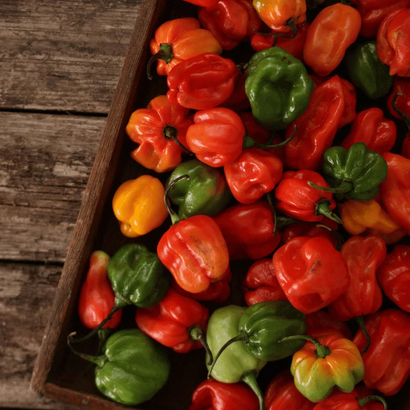 Scotch Bonnet Seeds