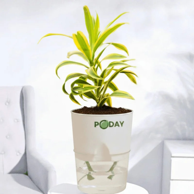 Buy Song of India Plant Indoor – Dracaena reflexa Self-Watering Pot Pakistan
