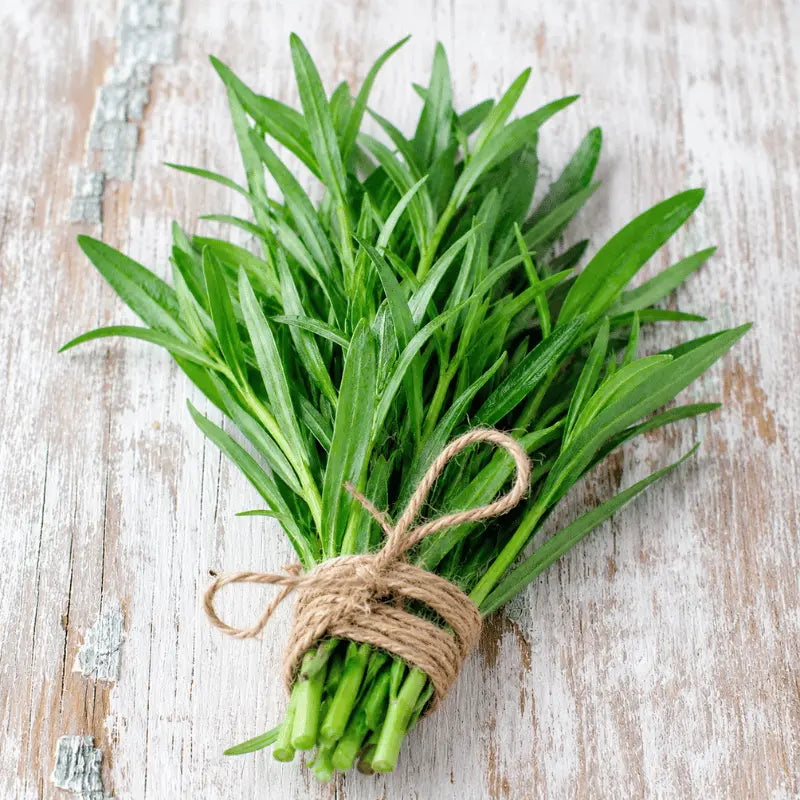 grow own terragon in your home garden 
