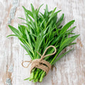 grow own terragon in your home garden 
