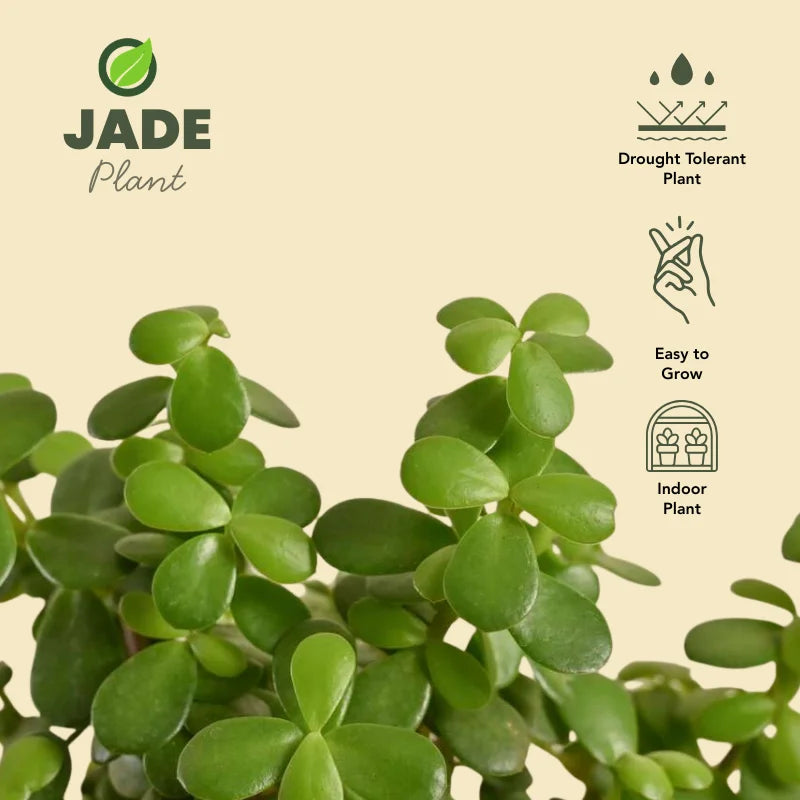 Potted plant with selfwatering pot on sales online in Pakistan