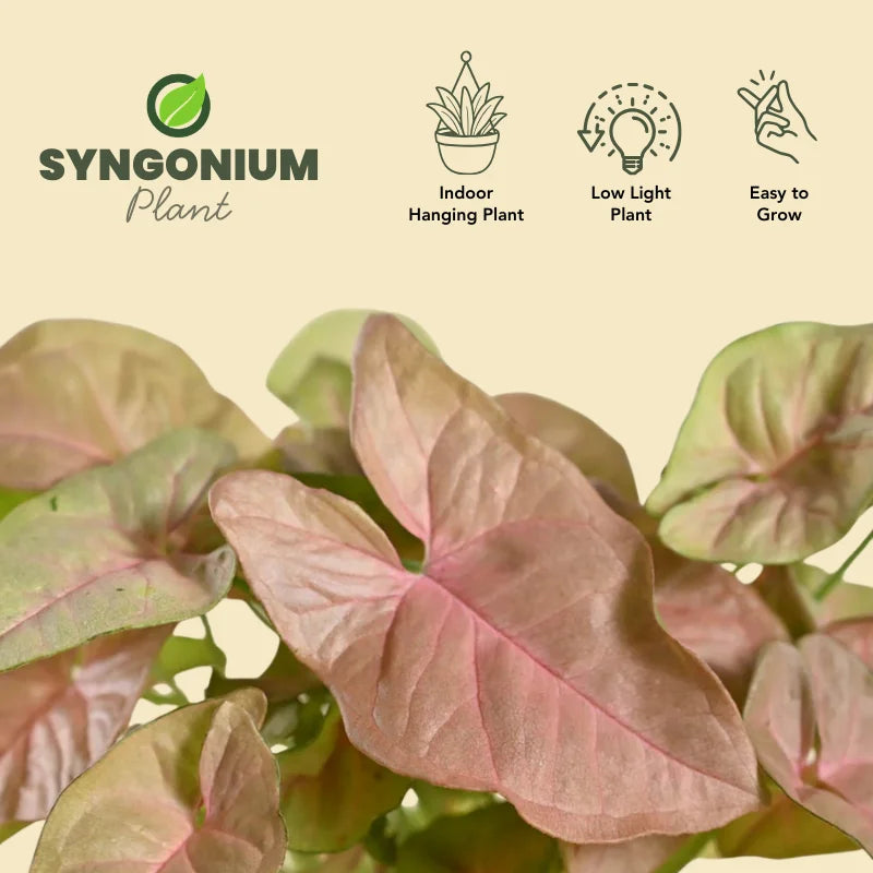 Buy Pink Syngonium Plant –  سنگونیم گلابی پودا – beautiful pink indoor plant in self-watering pot, special discount offer