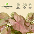 Syngonium plant with self watering pots available now in Pakistan by apnaugao
