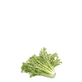Chicory Endive Arugula Seeds - Barbe de Capucin - Apnaugao