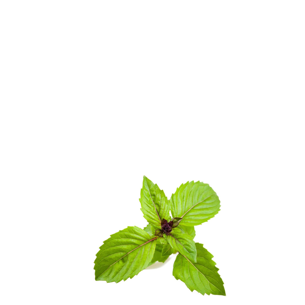 Cinnamon Basil Organic Seeds